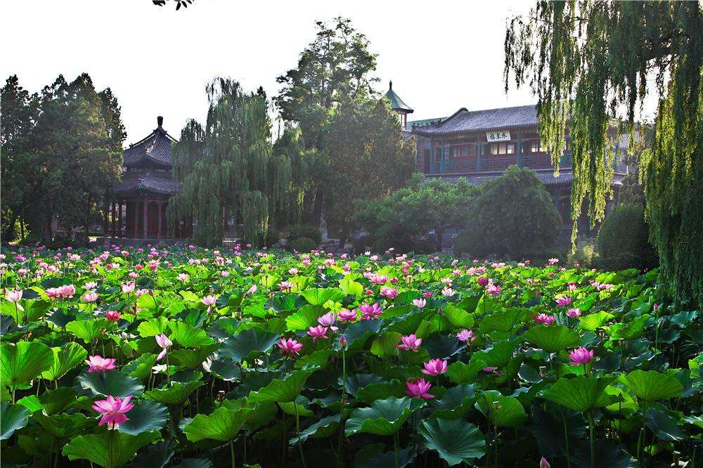 蓮が一面に生い茂る池の風景がとても美しい、河北省保定市にある古蓮花池景区(金さん特別編)