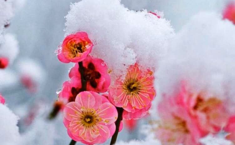 楊先生の漢詩朗読(その41.　雪の中で花を著け、寒さ（＝境遇の悪さ）に耐えて、清らかな香りを放つ梅花を詠んだ、王安石の漢詩「梅花」)