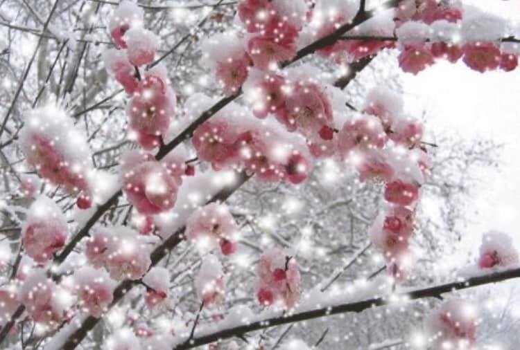 楊先生の漢詩朗読(その41.　雪の中で花を著け、寒さ（＝境遇の悪さ）に耐えて、清らかな香りを放つ梅花を詠んだ、王安石の漢詩「梅花」)